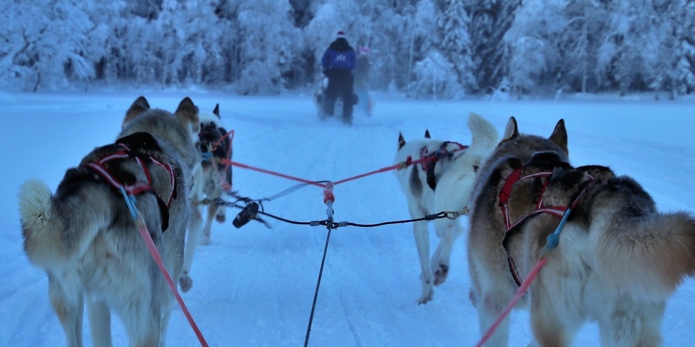 Dog sledding Tignes